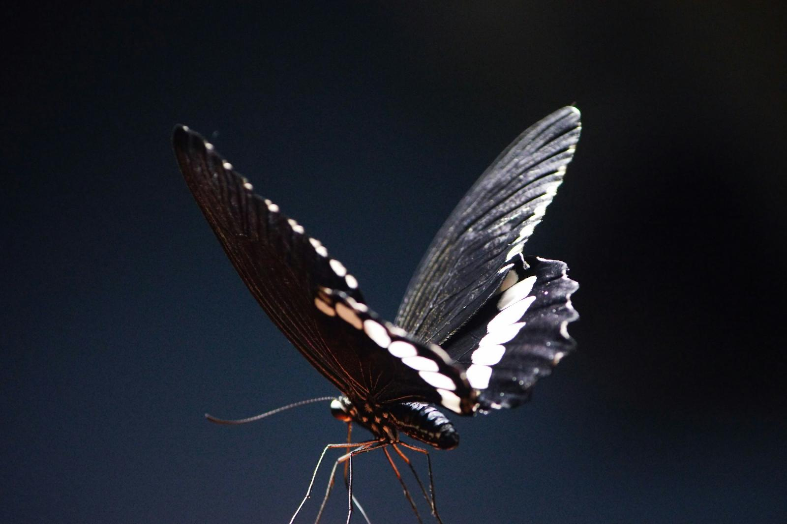 Le tatouage papillon de liberte : decouvrez ses origines et ses significations